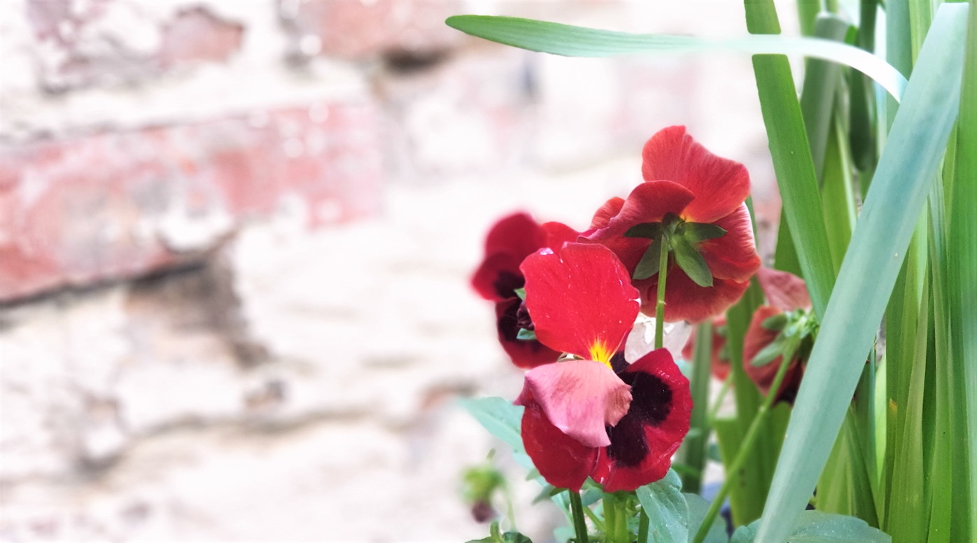 Red flowers in front of a brick wall.