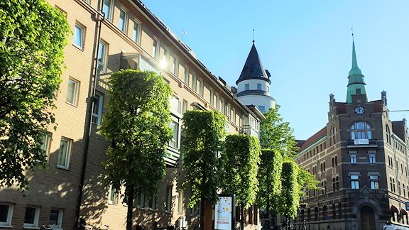 Trees along Prästgatan in Helsingborg on a sunny day.