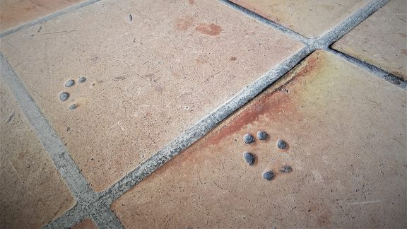 Paw prints embedded in a stone floor.