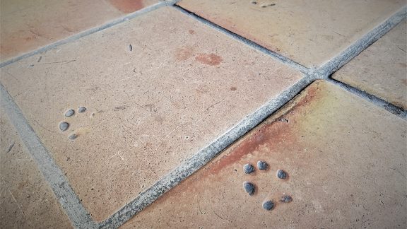 Ett avtryck av en hundtass på stengolv.